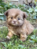 Nancy, a female Shih Tzu for sale in Bonaparte, IA – 4 of 10