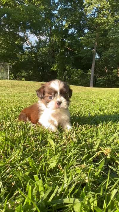 Gabe, a male Shih Tzu for sale in Bonaparte, IA – 3 of 10