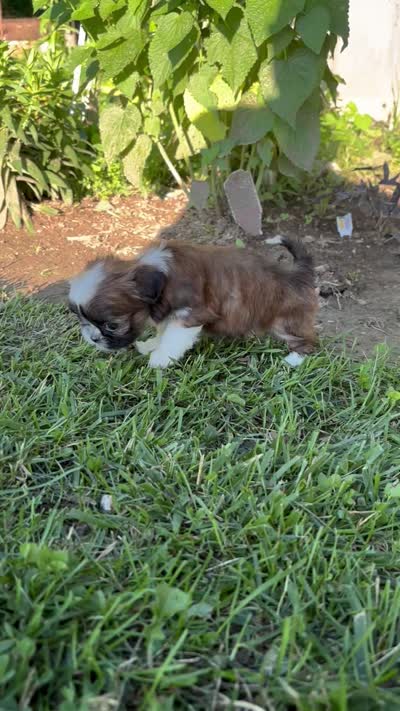Grace, a female Shih Tzu for sale in Bonaparte, IA – 8 of 10