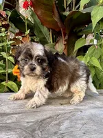 orval, a male Shihpoo for sale in Bonaparte, IA – 4 of 10