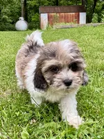 Freddie, a male Shihpoo for sale in Bonaparte, IA – 3 of 10