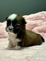 Grace, a female Shih Tzu for sale in Bonaparte, IA – 5 of 8