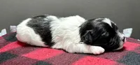 Heidi, a male Shichon for sale in Bonaparte, IA – 3 of 9