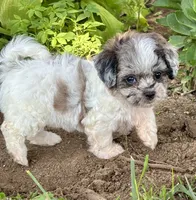 Etta, a female Shihpoo for sale in Bonaparte, IA – 5 of 10
