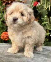 Patty, a female Maltipoo for sale in Bonaparte, IA – 10 of 10