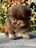 Ned, a male Shih Tzu for sale in Bonaparte, IA – 10 of 10