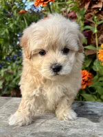 Paul, a male Maltipoo for sale in Bonaparte, IA – 2 of 10