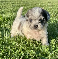 Enga, a female Shihpoo for sale in Bonaparte, IA – 4 of 7