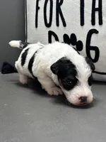 Alice, a female Wire Fox Terrier for sale in Bonaparte, IA – Photo 2 of 6