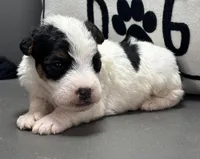 Alice, a female Wire Fox Terrier for sale in Bonaparte, IA – Photo 4 of 6