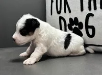 Alice, a female Wire Fox Terrier for sale in Bonaparte, IA – Photo 6 of 6