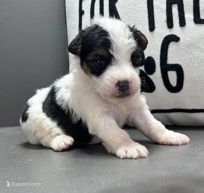 Alice – Wire Fox Terrier puppy for sale in Bonaparte, IA