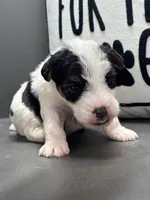 Alice, a female Wire Fox Terrier for sale in Bonaparte, IA – Photo 5 of 6