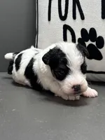 Alice, a female Wire Fox Terrier for sale in Bonaparte, IA – Photo 3 of 6