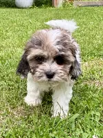 Freddie, a male Shihpoo for sale in Bonaparte, IA – 2 of 10