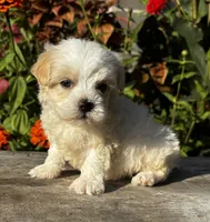 Penny, a female Maltipoo for sale in Bonaparte, IA – 10 of 10