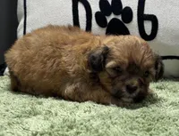 Zeke, a male Shihpoo for sale in Bonaparte, IA – Photo 3 of 4
