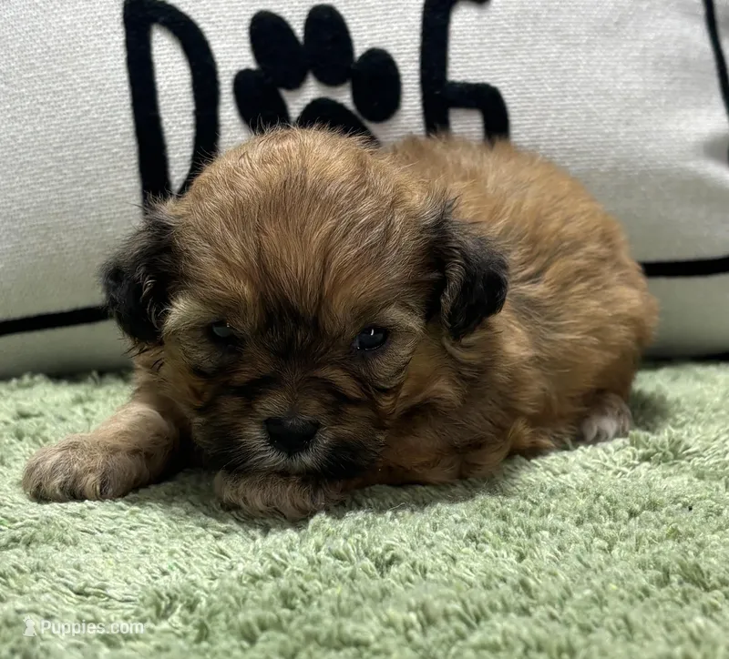 Zeke – Shihpoo puppy for sale in Bonaparte, IA