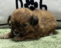 Zeke, a male Shihpoo for sale in Bonaparte, IA – Photo 2 of 4