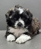 Fonzie, a male Shihpoo for sale in Bonaparte, IA – 2 of 9