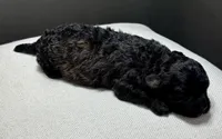Ina, a female Shihpoo for sale in Bonaparte, IA – 6 of 6