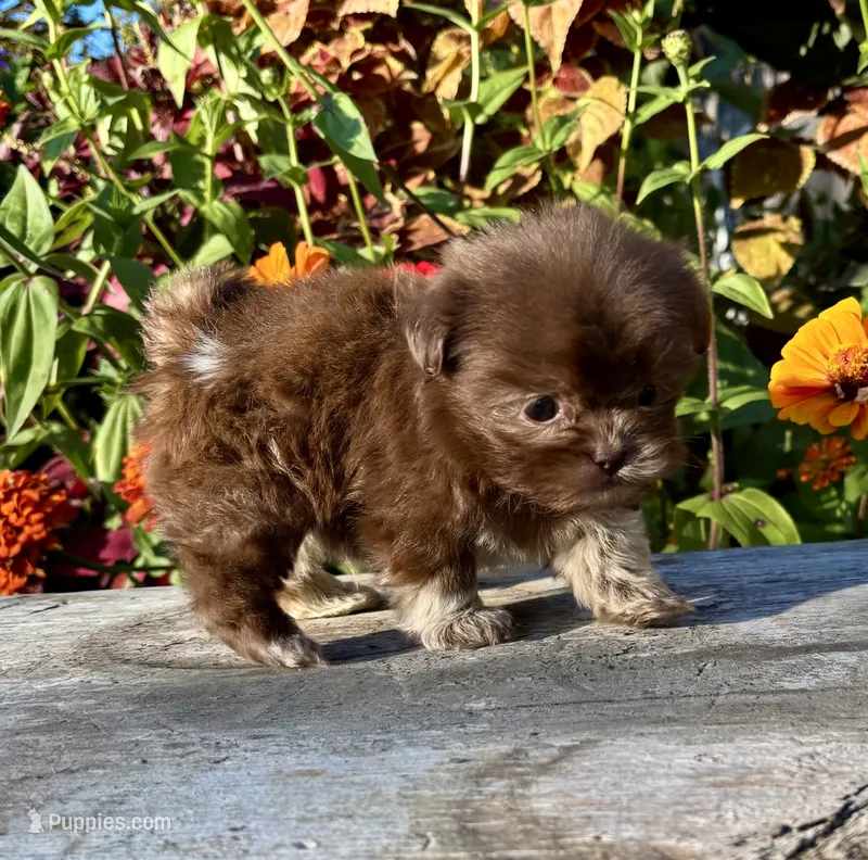 Ned – Shih Tzu puppy for sale in Bonaparte, IA