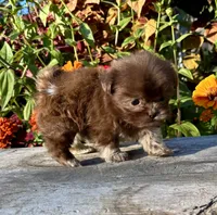Ned, a male Shih Tzu for sale in Bonaparte, IA – 1 of 10