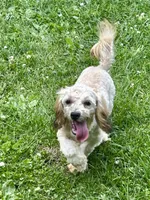 Zeke, a male Shihpoo for sale in Bonaparte, IA – 2 of 9