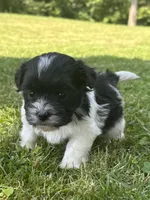 Heidi, a male Shichon for sale in Bonaparte, IA – 2 of 10