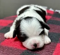 Hanna, a male Shichon for sale in Bonaparte, IA – 5 of 7