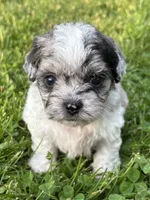 Enga, a female Shihpoo for sale in Bonaparte, IA – 5 of 7