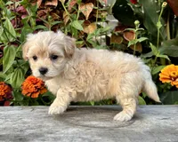 Pammy, a female Maltipoo for sale in Bonaparte, IA – 4 of 10