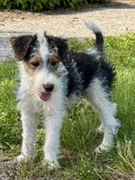 Ava, a female Wire Fox Terrier for sale in Bonaparte, IA – 1 of 9