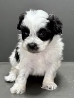 Cam, a male Shihpoo for sale in Bonaparte, IA – Photo 2 of 9