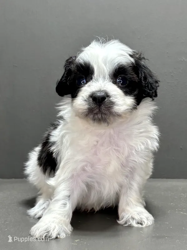 Cam, a male Shihpoo for sale in Bonaparte, IA – Photo 1 of 9