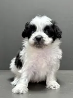 Cam, a male Shihpoo for sale in Bonaparte, IA – Photo 1 of 9