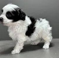 Cam, a male Shihpoo for sale in Bonaparte, IA – Photo 7 of 9