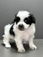 Cam, a male Shihpoo for sale in Bonaparte, IA – Photo 5 of 9