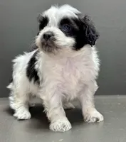 Cam, a male Shihpoo for sale in Bonaparte, IA – Photo 3 of 9