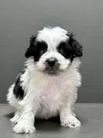 Cam, a male Shihpoo for sale in Bonaparte, IA – Photo 4 of 9