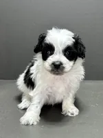 Cam, a male Shihpoo for sale in Bonaparte, IA – Photo 9 of 9