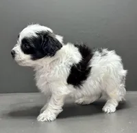 Cam, a male Shihpoo for sale in Bonaparte, IA – Photo 8 of 9