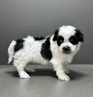 Cam, a male Shihpoo for sale in Bonaparte, IA – Photo 6 of 9