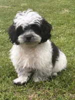 Cam, a male Shihpoo for sale in Bonaparte, IA – 2 of 10