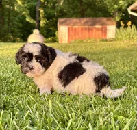 Elroy, a male Shihpoo for sale in Bonaparte, IA – 5 of 7