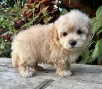 Paul, a male Maltipoo for sale in Bonaparte, IA – 4 of 10
