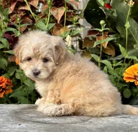 Patty, a female Maltipoo for sale in Bonaparte, IA – 3 of 10