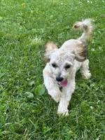 Zeke, a male Shihpoo for sale in Bonaparte, IA – 3 of 9