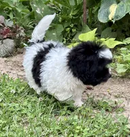 Elroy, a male Shihpoo for sale in Bonaparte, IA – 6 of 10
