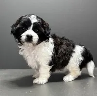Frankie, a male Shihpoo for sale in Bonaparte, IA – 4 of 10